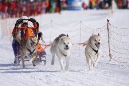 Lenk 2013